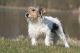 JACK RUSSEL 423